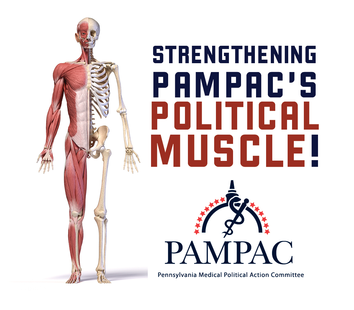 PAMPAC Muscle